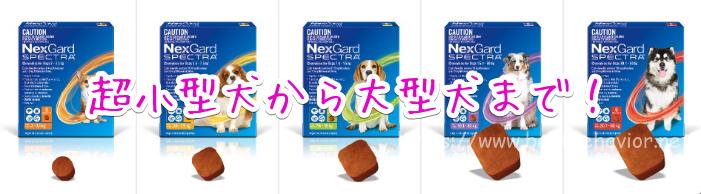 ネクスガードスペクトラ 通販 うさパラ