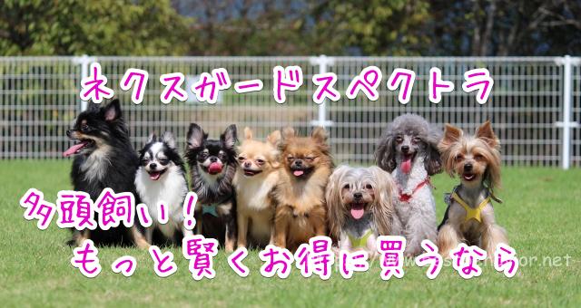 ネクスガードスペクトラ 最安値