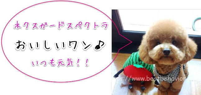 ネクスガードスペクトラ 通販