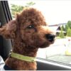 セレニア 犬 効果