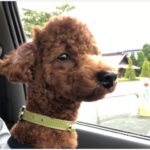 セレニア 犬 効果