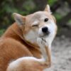 塗るノミダニ薬
