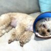 オンシオール 犬