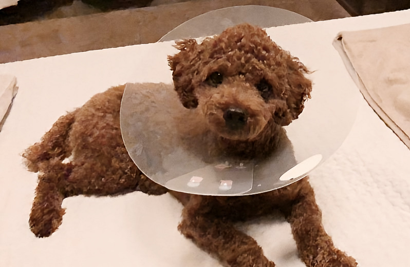 犬 怪我 治療