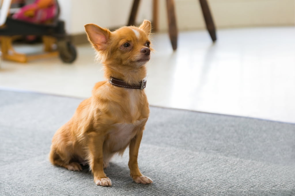 お座り 犬