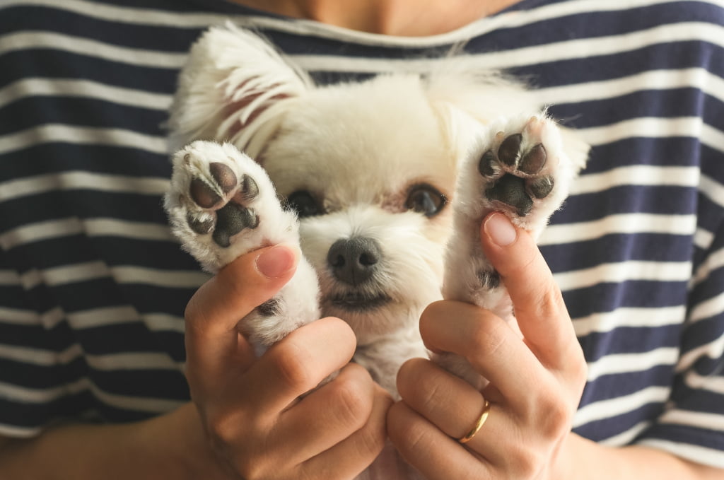 犬　散歩　足拭き