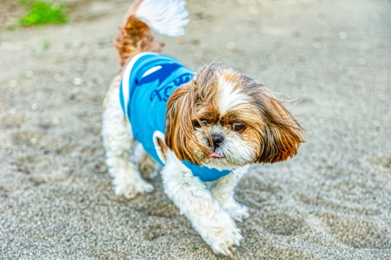 犬　ぐるぐる回る　嬉しい