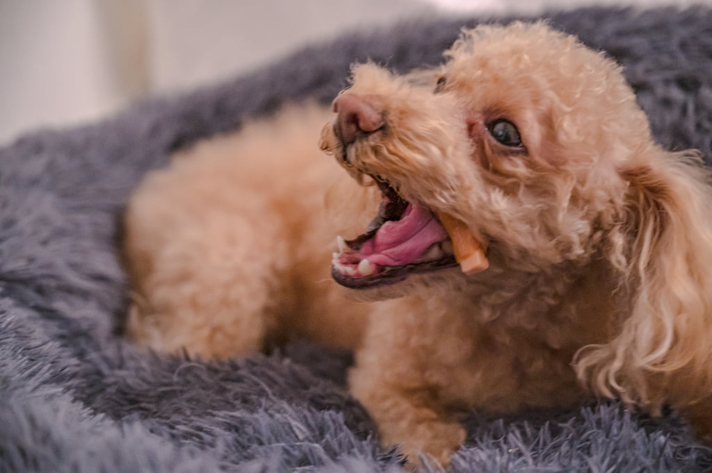 豚耳 犬　与え方